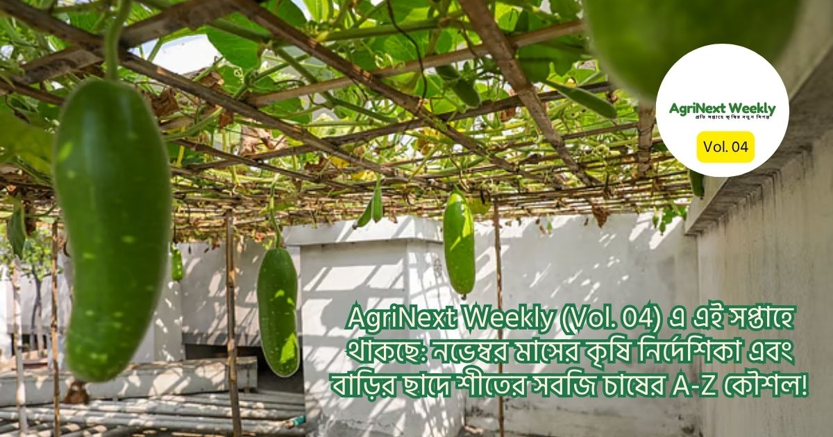 বাড়ির ছাদে শীতের সবজি চাষ